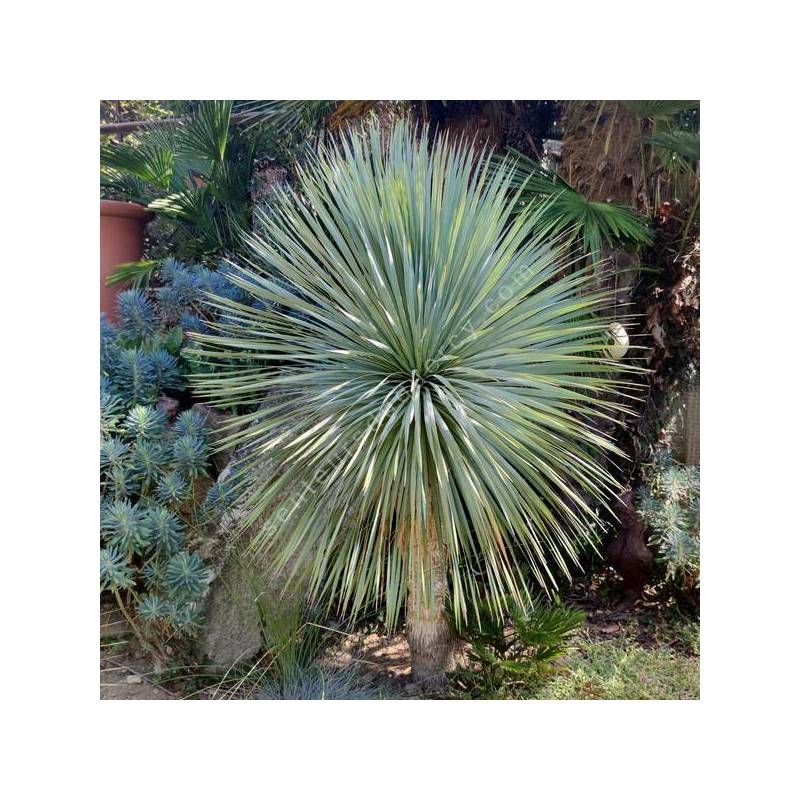Yucca rostrata | Yucca bleu