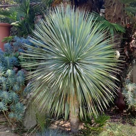 Yucca rostrata | Yucca bleu