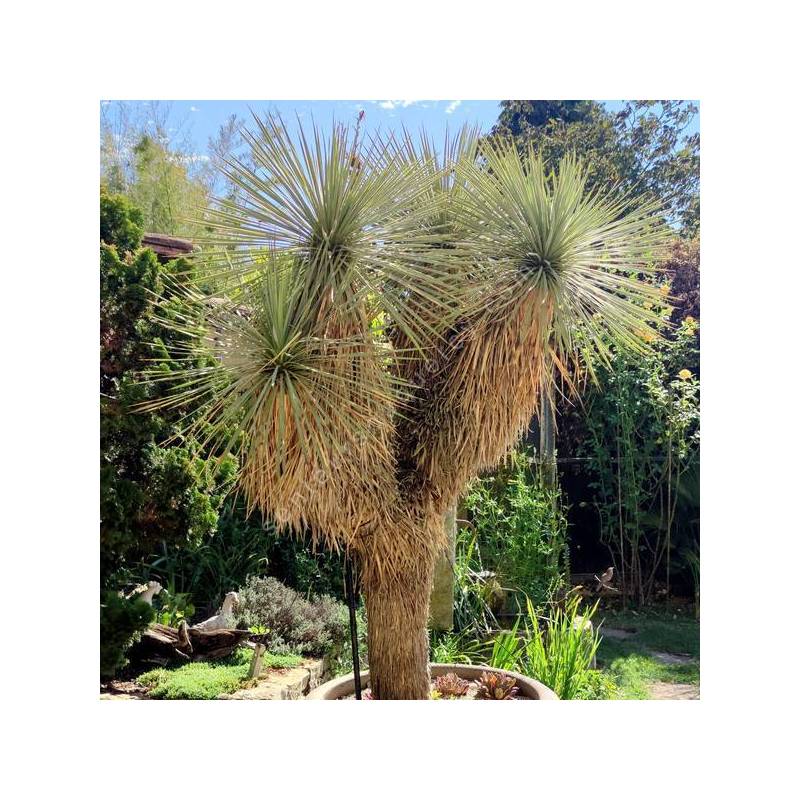 Yucca thompsoniana - Yucca de Thompson