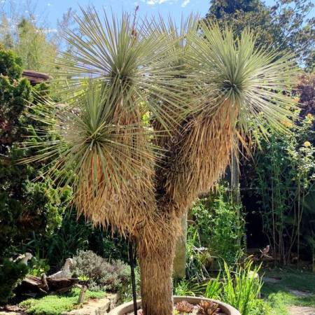 Yucca thompsoniana - Yucca de Thompson