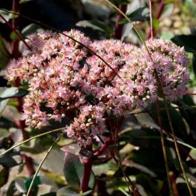 Sedum 'Matrona'