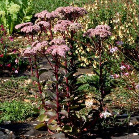 Sedum 'Matrona'