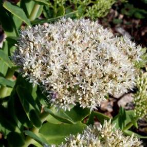 Sedum 'Iceberg' - Grand Orpin blanc