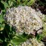 Sedum 'Iceberg' - Grand Orpin blanc