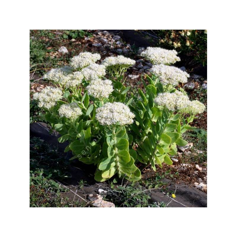 Sedum 'Iceberg' - Grand Orpin blanc