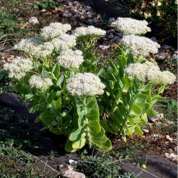 Hylotelephium Spectabile Iceberg Sedum Grand Orpin Blanc