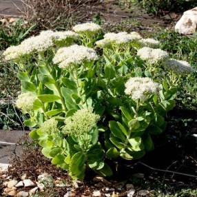 Sedum 'Iceberg' - Grand Orpin blanc