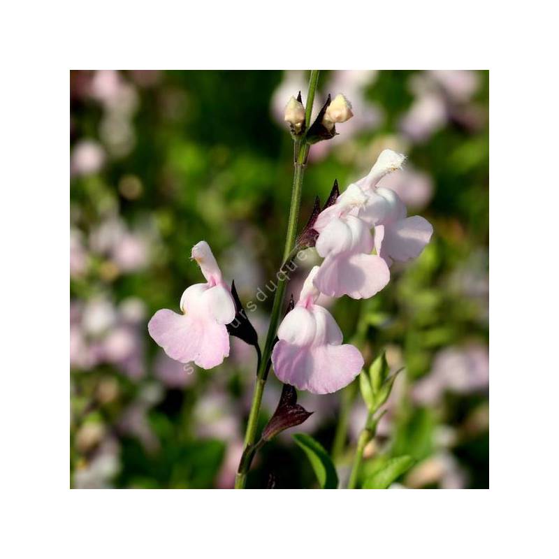 Salvia 'Corcovado' - Sauge arbustive rose et blanche