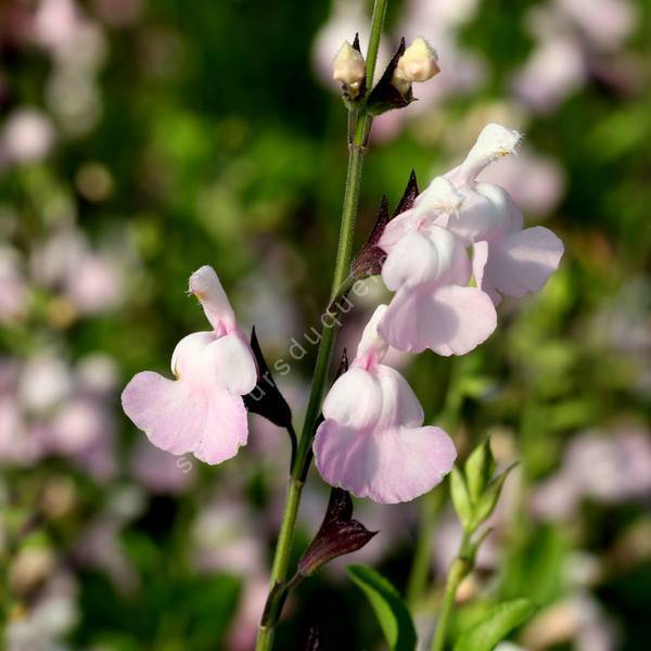 Sauge blanche avec fleurs violettes - Calliste Herboristerie