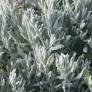 Lavandula x ginginsii 'Goodwin Creek Grey' - Lavande grise