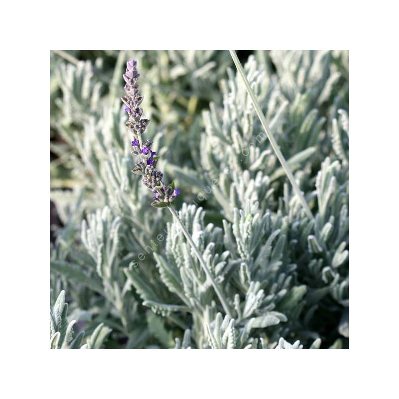 Lavandula x ginginsii 'Goodwin Creek Grey' - Lavande grise