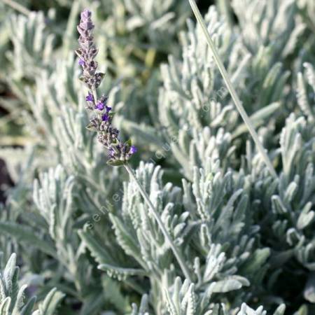 Lavandula x ginginsii 'Goodwin Creek Grey' - Lavande grise