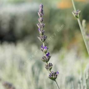 Lavandula x ginginsii 'Goodwin Creek Grey' - Lavande grise