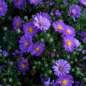 Aster novi-belgii 'Schöne von Dietlikon'