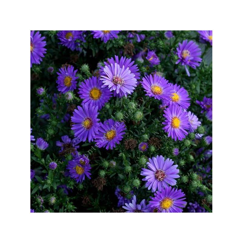 Aster novi-belgii 'Schöne von Dietlikon'