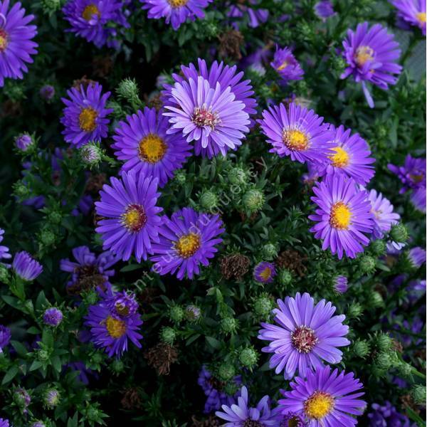 Aster novi-belgii 'Schöne von Dietlikon'