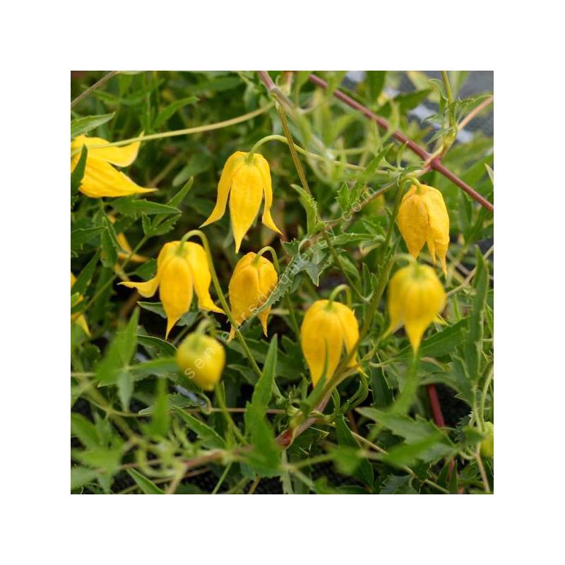 Clematis tangutica - Clématite à fleur jaune