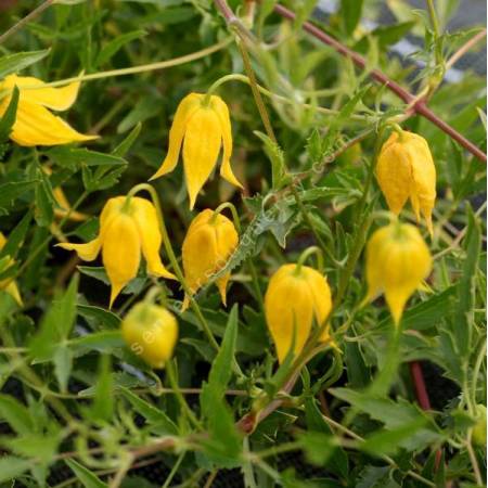 Clematis tangutica - Clématite à fleur jaune