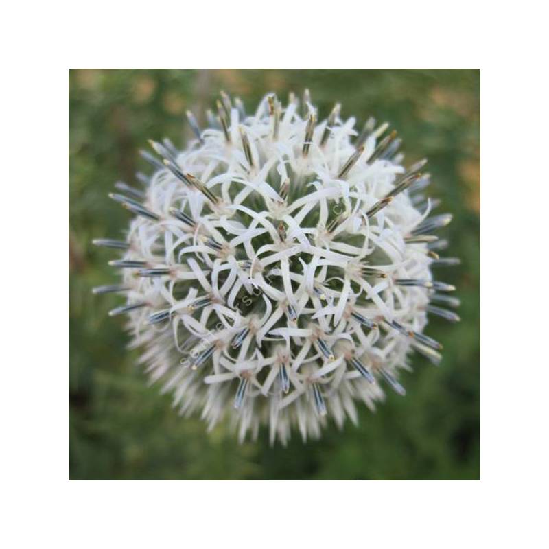 Echinops bannaticus 'Albus' - Chardon boule à fleur blanche