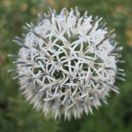 Echinops bannaticus 'Albus' - Chardon boule à fleur blanche