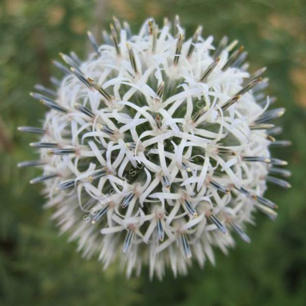 Chardon boule à fleur blanche - Echinops bannaticus 'Star Frost'