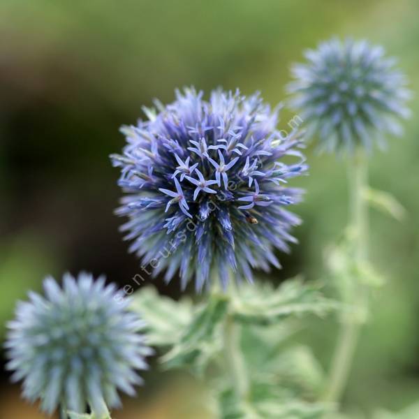 Echinops ritro - Chardon boule Echinops ritro - Chardon boule
