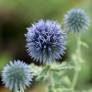 Echinops ritro - Chardon boule