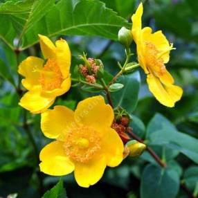 Hypericum x hidcoteense 'Hidcote' - Millepertuis arbustif