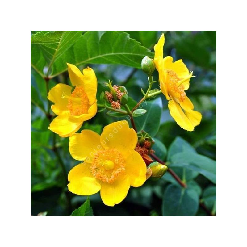 Hypericum x hidcoteense 'Hidcote' - Millepertuis arbustif