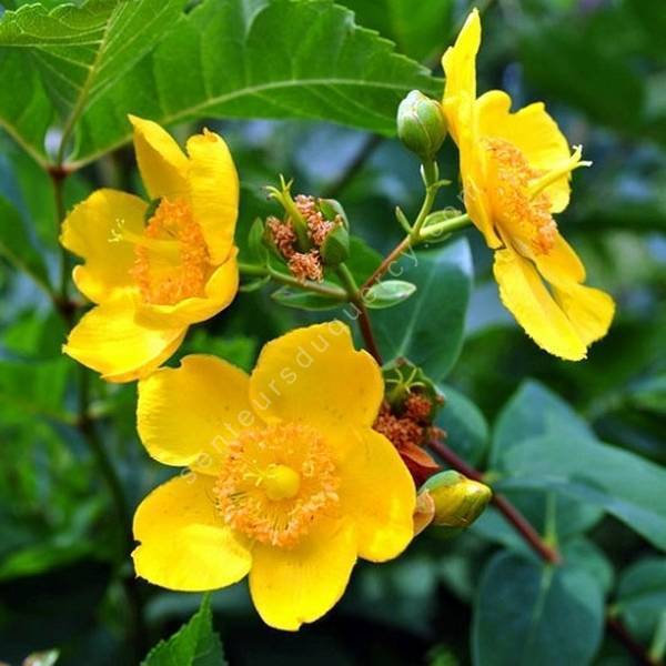 Hypericum x hidcoteense 'Hidcote' - Millepertuis arbustif