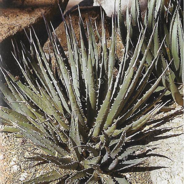 Agave utahensis subsp. nevadensis - Agave de l'Utah