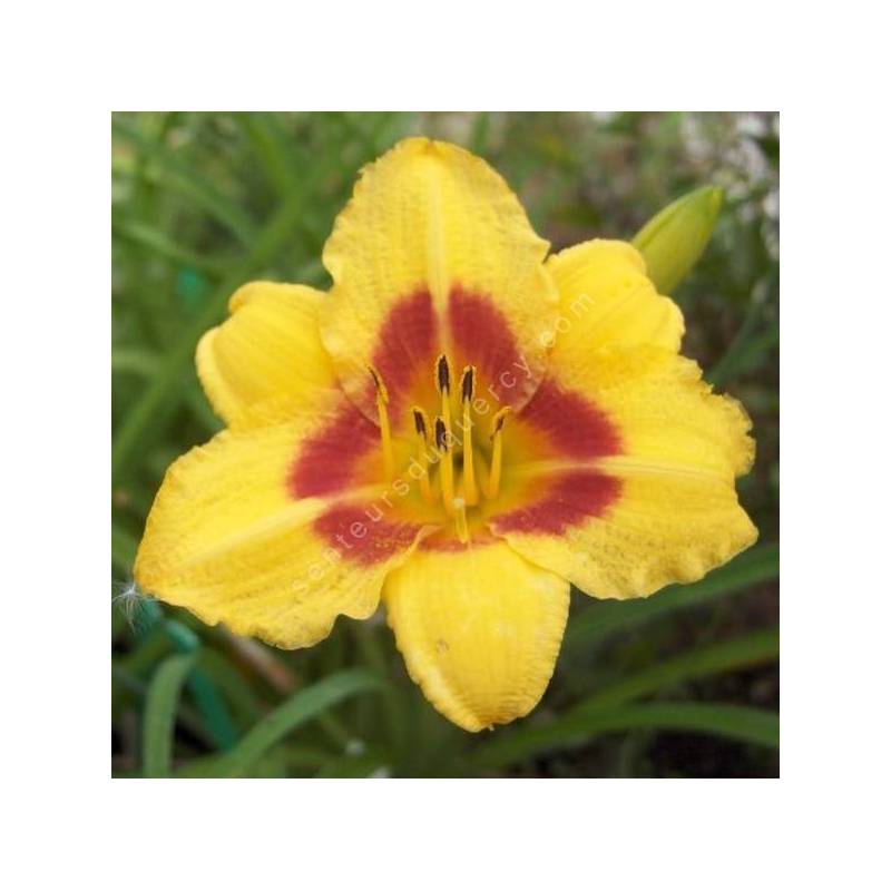 Hemerocallis 'Little Cadet' - Hémérocalle de bordure jaune et rouge