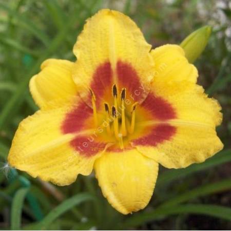 Hemerocallis 'Little Cadet' - Hémérocalle de bordure jaune et rouge