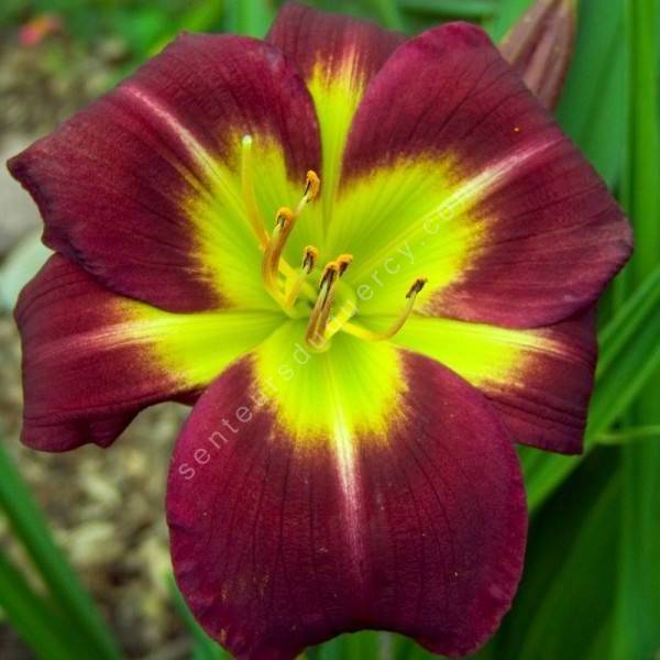 Hemerocallis 'Balise de Nuit' - Hémérocalle rouge pourpre