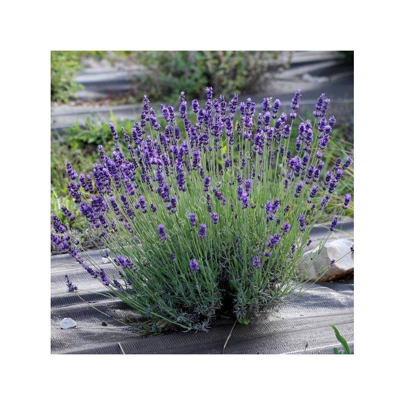 Lavandula angustifolia 'Dunkle Hidcote' - Vraie Lavande