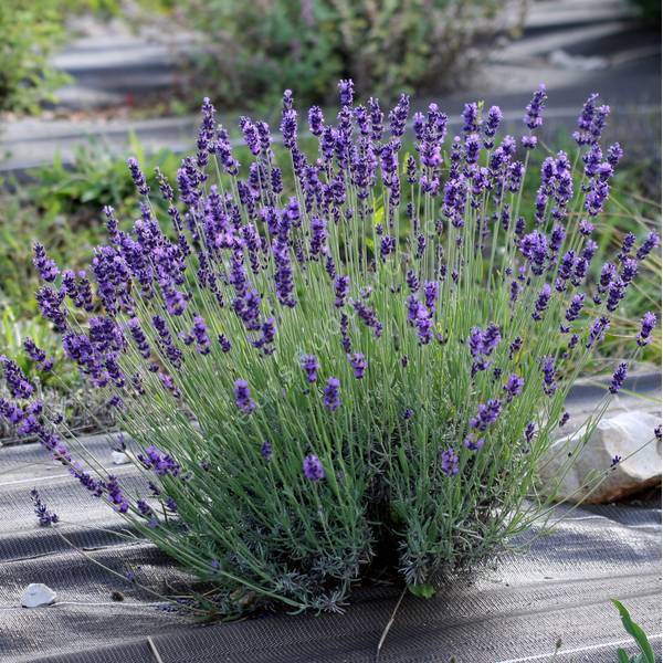 Lavandula angustifolia 'Dunkle Hidcote' - Vraie Lavande