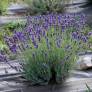 Lavandula angustifolia 'Dunkle Hidcote' - Vraie Lavande