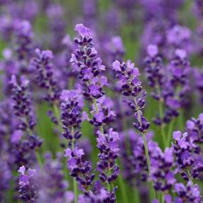 Lavandula angustifolia 'Dunkle Hidcote' - Vraie Lavande