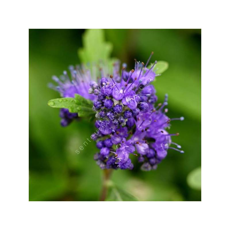Caryopteris x clandonensis 'Grand Bleu' - Barbe bleue