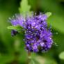 Caryopteris x clandonensis 'Grand Bleu' - Barbe bleue