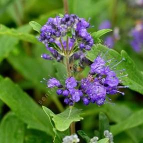 Caryopteris x clandonensis 'Grand Bleu' - Barbe bleue