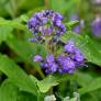 Caryopteris x clandonensis 'Grand Bleu' - Barbe bleue