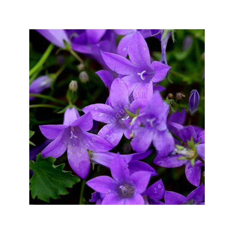 Campanula 'Birch Hybrid' - Campanule de rocaille