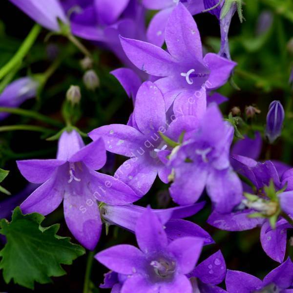 Campanula 'Birch Hybrid' - Campanule de rocaille