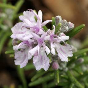 Rosmarinus officinalis 'Roseus' - Romarin rose