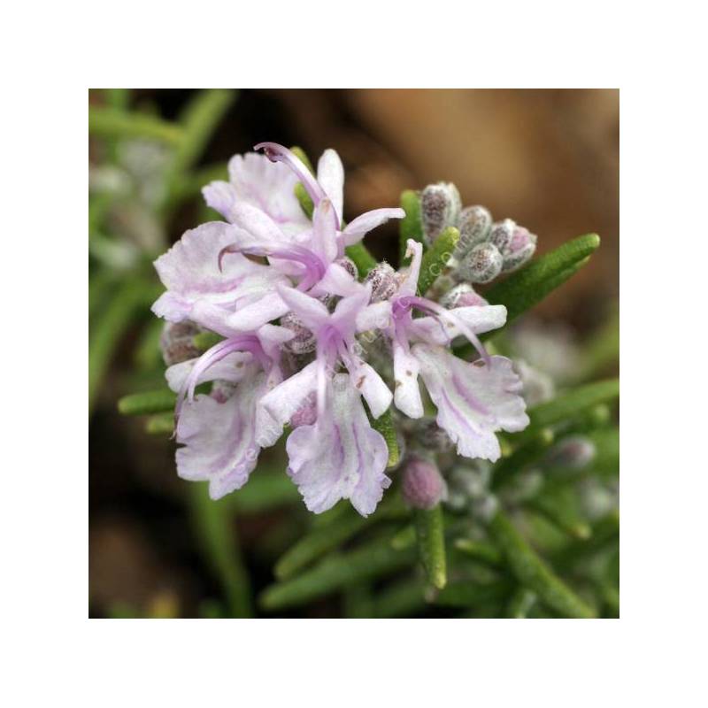 Rosmarinus officinalis 'Roseus' - Romarin rose