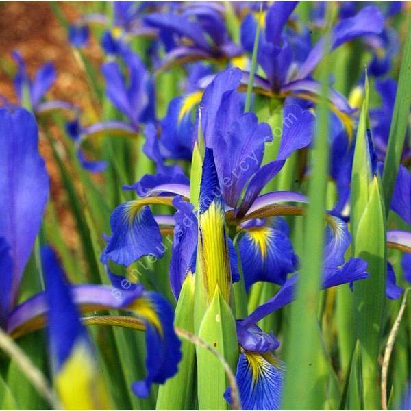 Iris spuria - iris bâtard