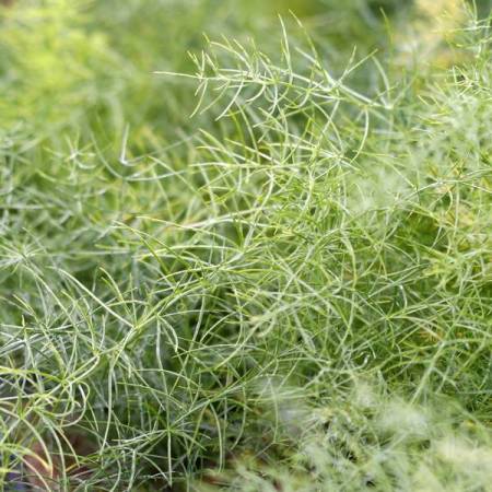 Asparagus verticillatus - Asperge grimpante