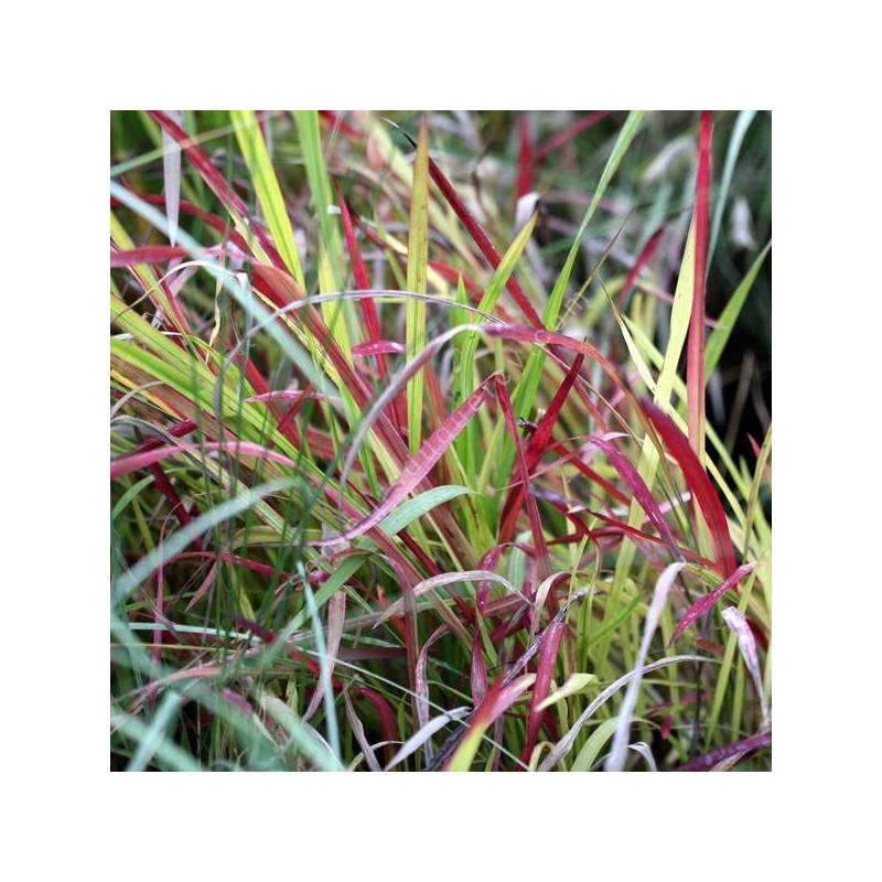 Imperata cylindrica 'Red Baron' - Herbe sanglante