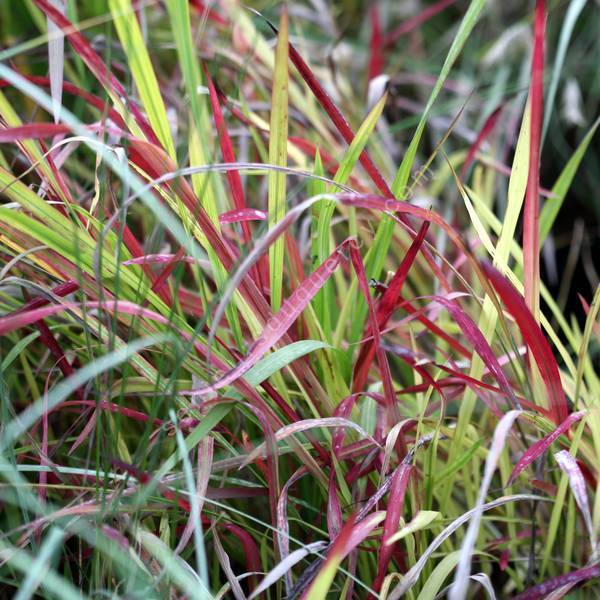 Imperata cylindrica 'Red Baron' - Herbe sanglante